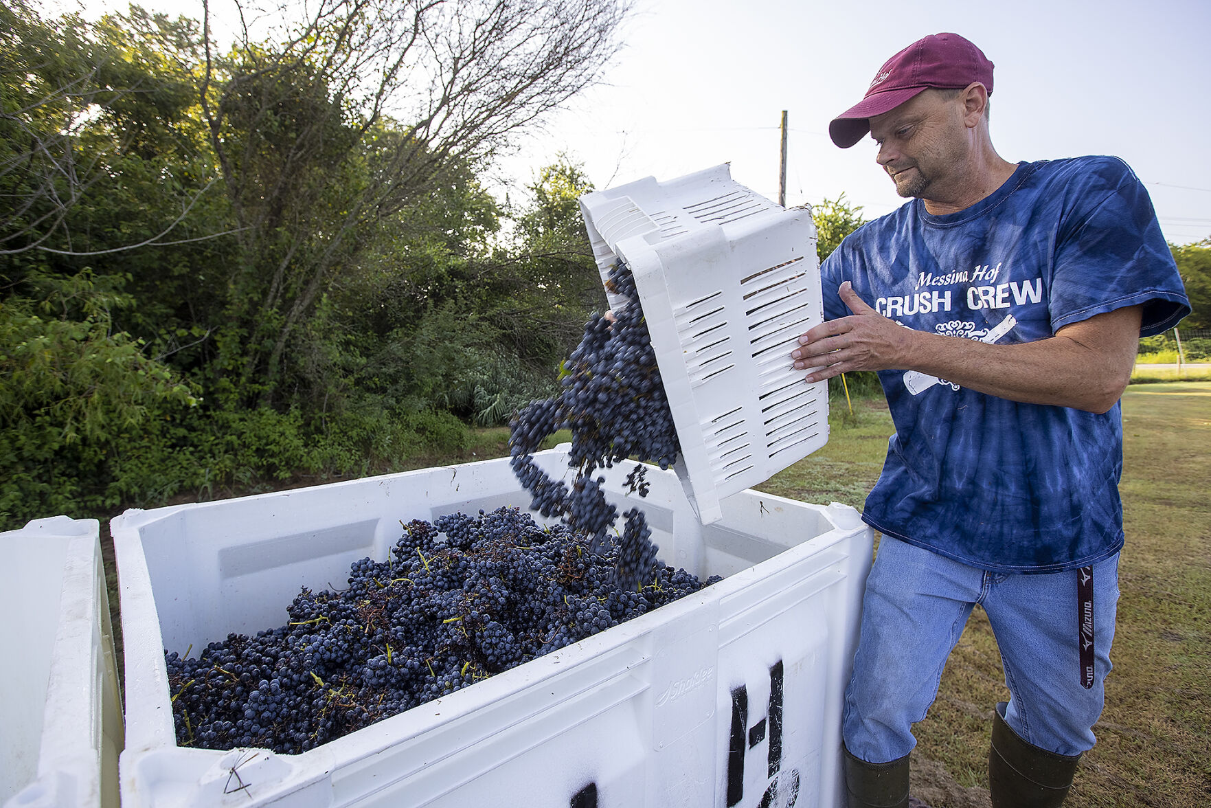 Messina Hof harvest